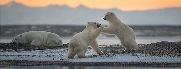 polar bear Alaska