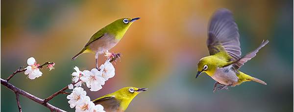 Silvereye