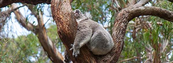 koalas