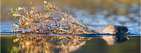 Beaver