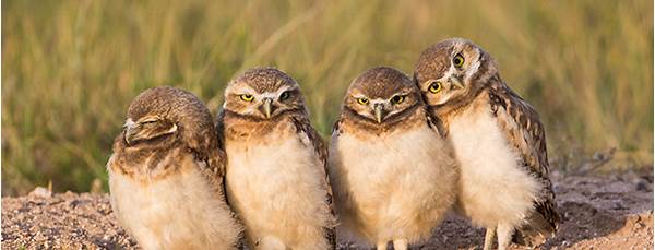 Burrowing owl