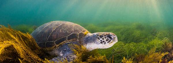 Green sea turtle