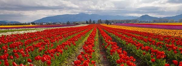 Tulips Washington State