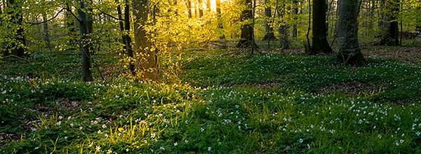 woodland landscape