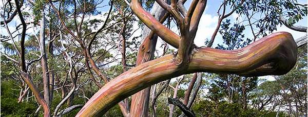 Tasmanian snow gum