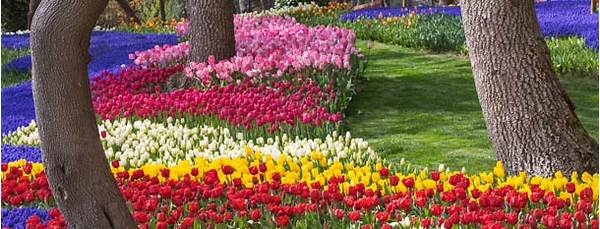 colorful tulips