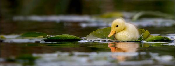Duck bird