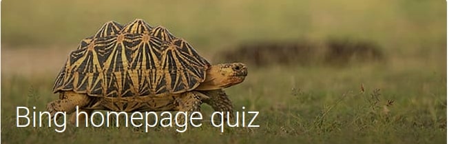 Indian star Tortoise