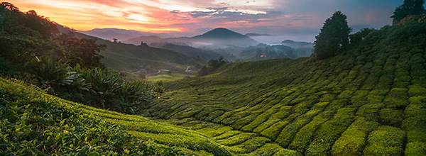 Tea plantation Malaysia