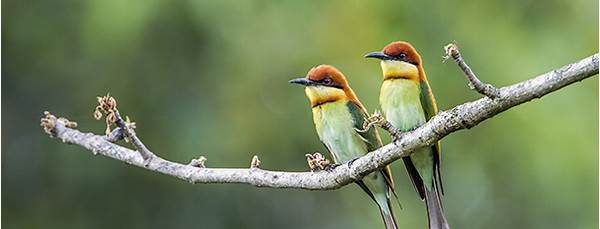 Chestnut-headed bee-eaters