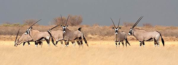 Gemsbok