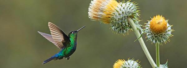 Green-crowned brilliant
