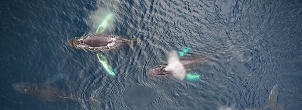 Humpback