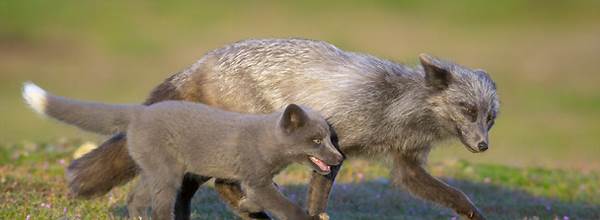 Red fox