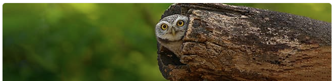 Owlet in Bangkok