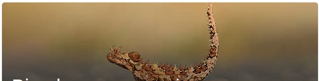 thorny devil
