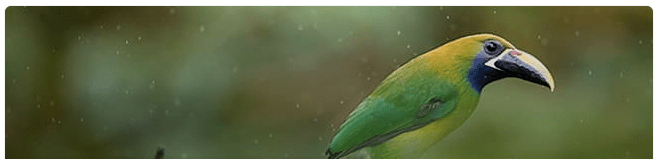 Blue-throated toucanet