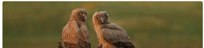 Dusky eagle-owl