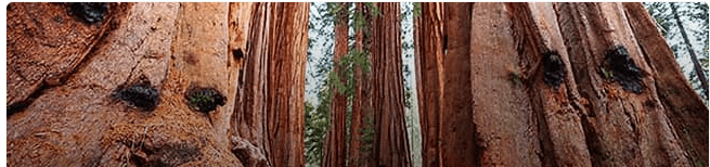 Sequoia National Park