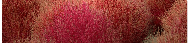 Kochia
