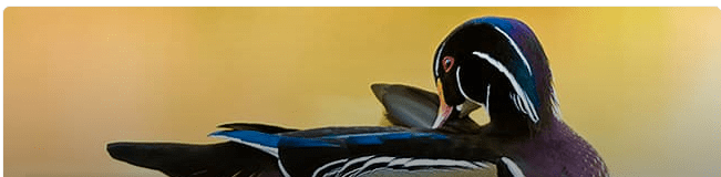 Wood duck