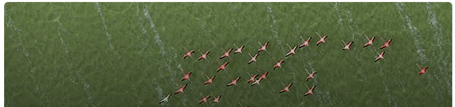 Flamingos