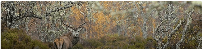 Red deer