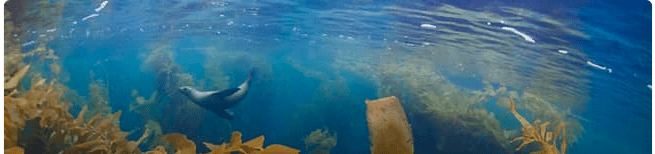 Sea lion