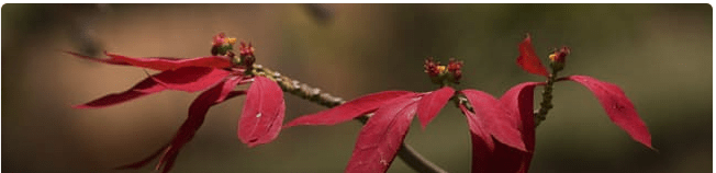 Poinsettia