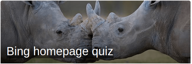 White rhinoceros