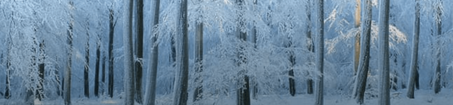 Beech trees