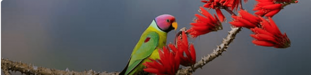 Plum-headed parakeet