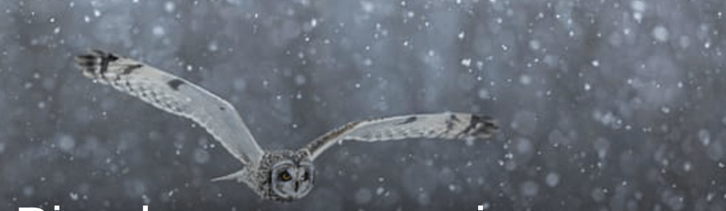 Short-eared owl