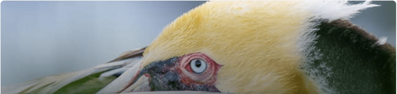 Brown pelican