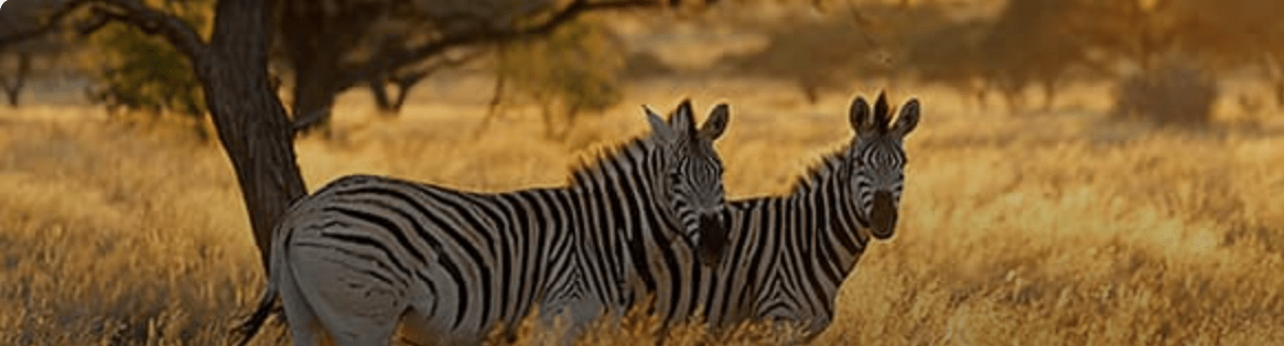 species of zebras