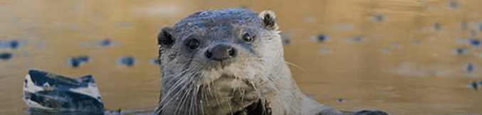 European river otter