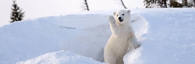 polar bear