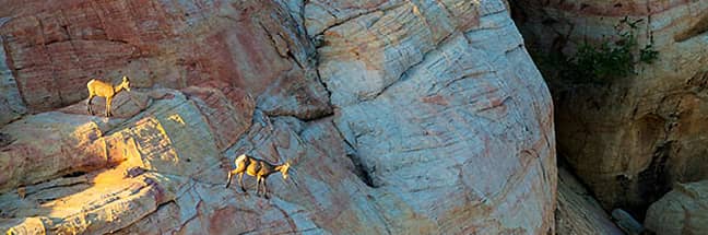 Bighorn sheep