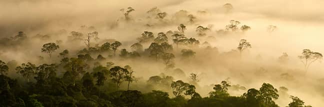 Borneo lowland rainforest