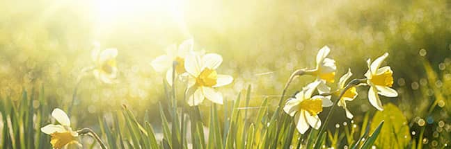 Daffodils