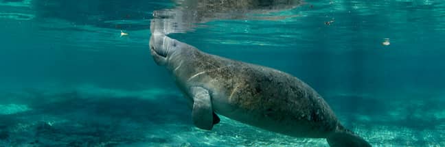 Manatee