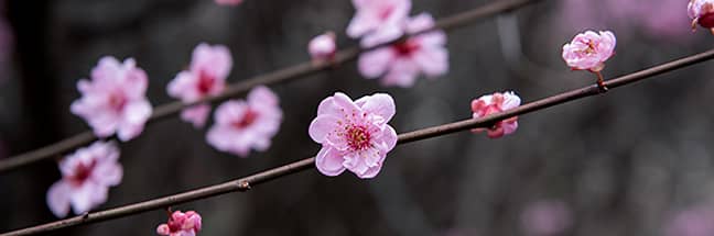 Plum blossom