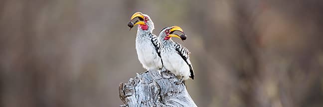 Southern yellow-billed hornbill