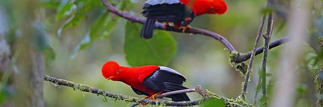 Andean cock-of-the-rock