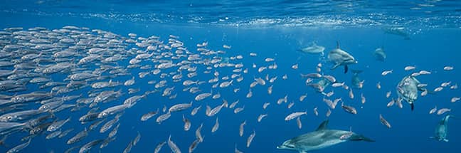 Atlantic spotted dolphin