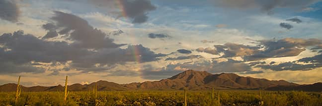 Saguaro National Park