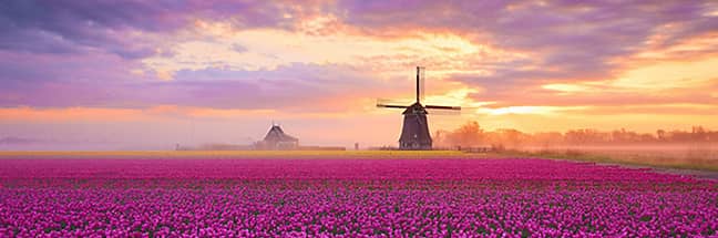 Tulips