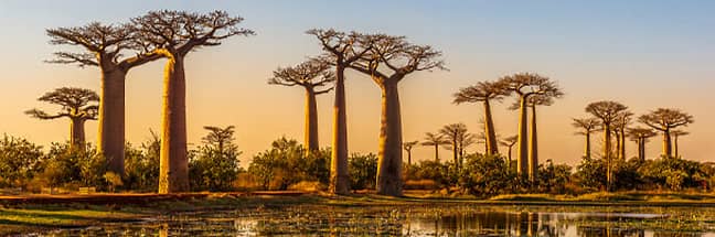 Avenue of the Baobabs