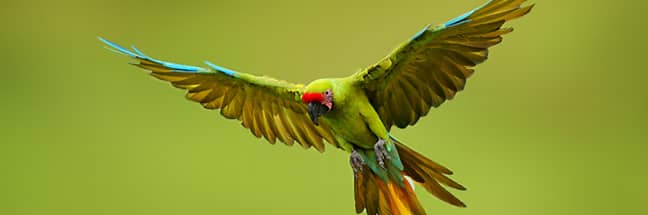 Great green macaw