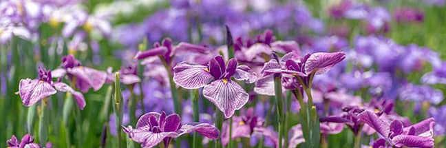 Irises